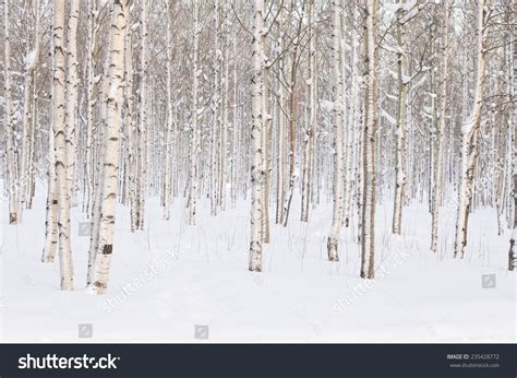 12,958 Winter aspen trees Images, Stock Photos & Vectors | Shutterstock