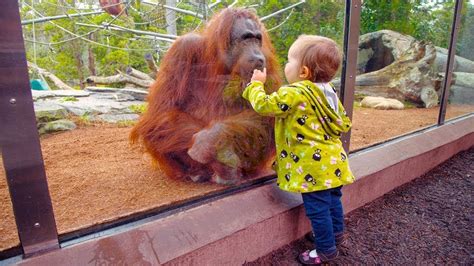 Imagine If There Was NO GLASS! Funny Babies At The Zoo #2 | Funny ...