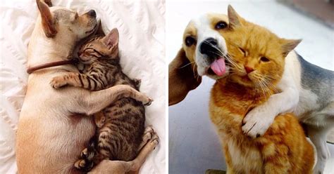 21 Adorable Photos Of Dogs And Cats Who Forgot The "Rules" And Fell In Love With Each Other