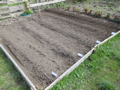 Allotment #65: Potato planting time