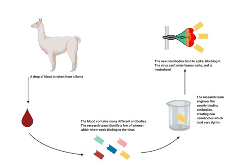 Llama Antibodies May Help Us Fight COVID-19 - MEDizzy Journal