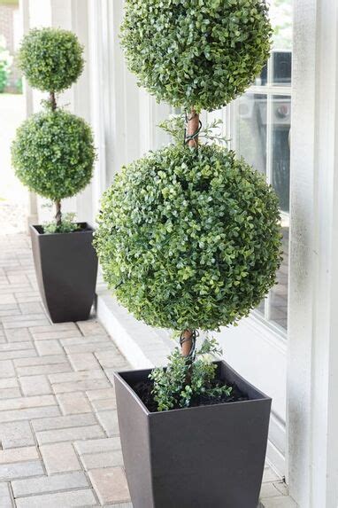 Outdoor Plants (In Pictures With Names) For Entrance, Balcony, Low Maintenance