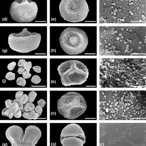 Behavior of different gymnosperm pollen in the PD. (A–C)Ginkgo biloba ...