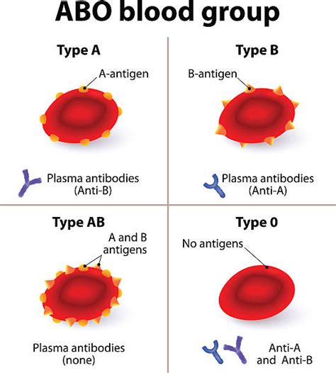 20+ Abo Blood Stock Illustrations, Royalty-Free Vector Graphics & Clip Art - iStock