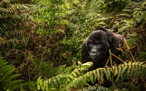 King of the Jungle: Gorilla Trekking in Central Africa | Destinations ...