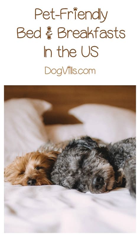 Best Bed and Breakfasts in the U.S. That Welcome Your Dog - DogVills