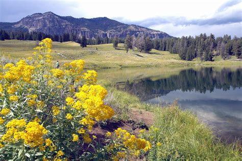 yellowstone wildflowers | Yellowstone national park, Yellowstone trip, National parks