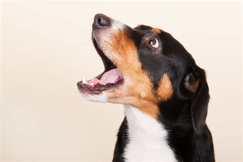 Why Do Dogs Bark? | Discover Magazine