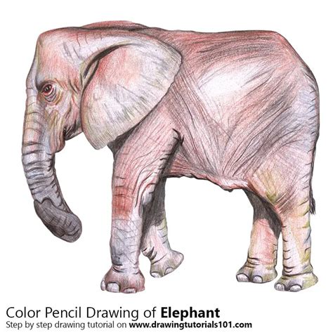 Elephant Colored Pencils - Drawing Elephant with Color Pencils : DrawingTutorials101.com