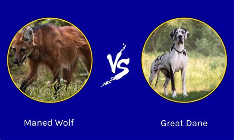 Maned Wolf vs Great Dane: The 4 Main Differences Explained - A-Z Animals