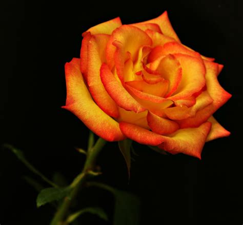 fire rose flower orange peach | Fire and ice roses, Beautiful flowers, Beautiful flowers wallpapers