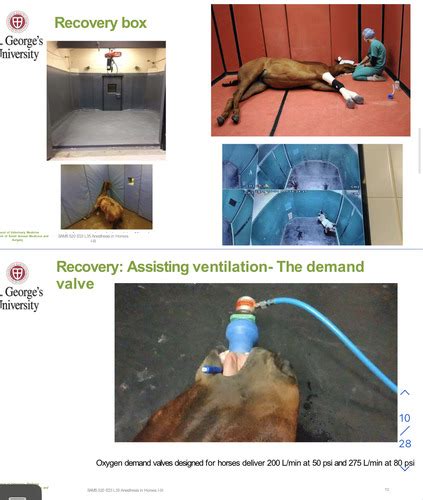 Anesthesiology: Anesthesia in Horses III Flashcards | Quizlet