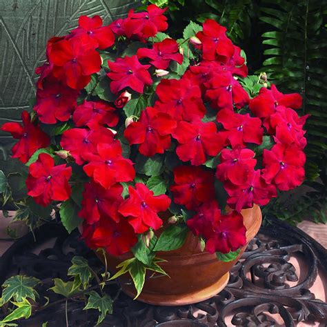 Plants & Flowers » Impatiens walleriana