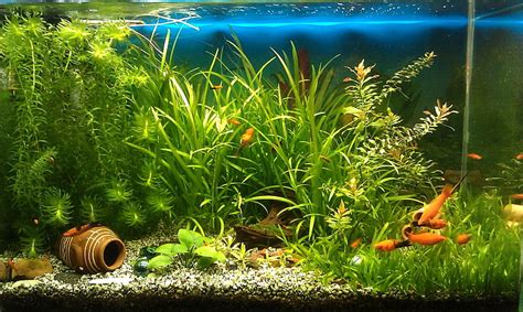 HD wallpaper: aquarium macbook hd, group of animals, plant, nature, fish | Wallpaper Flare