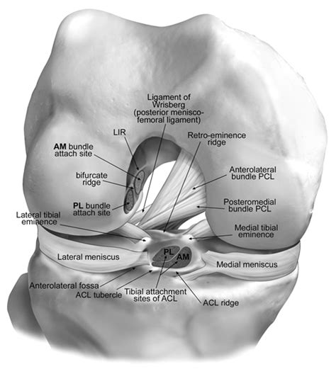 Knee Meniscus Diagram