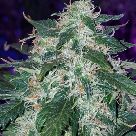 WHITE WIDOW - 10 PACK - 1 (833) SEED USA