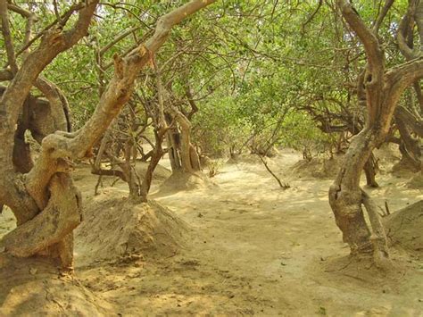 Nidhivan Temple Pictures – Nidhivan Mystery At Night Vrindavan ~ Tatiya Sthan Vrindavan,Swami ...