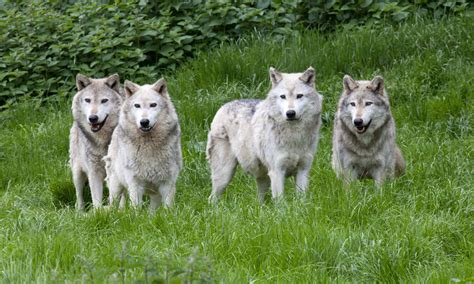 Bonds between wolves – Wolves care for each other as individuals. They are loyal and will ...