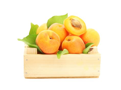 Apricot png transparent background 29228601 PNG