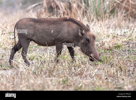 Wart hog tusks hi-res stock photography and images - Alamy