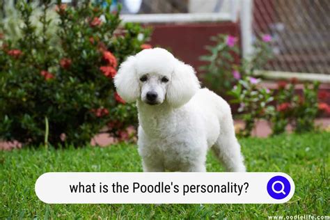 What Is The Poodle’s Personality? (BEFORE You Adopt) - Oodle Life