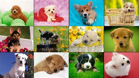 Puppy Collages Wallpapers - Wallpaper Cave