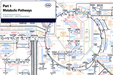 Roche Biochemical Pathways | Pathways, Biochemical, Biochemistry