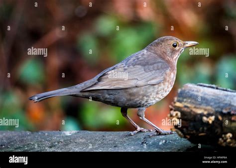 Eurasian Blackbird High Resolution Stock Photography and Images - Alamy