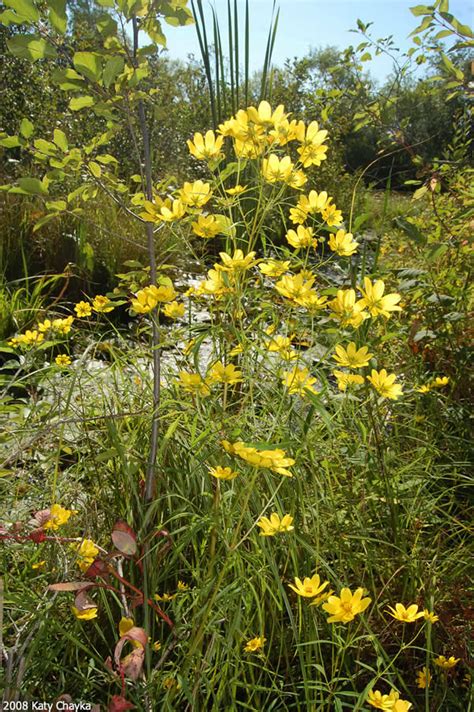 Bidens trichosperma (Crowned Beggarticks): Minnesota Wildflowers