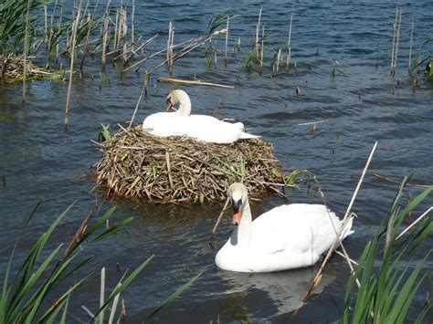 Swan Nest wallpaper | 1024x768 | #14393