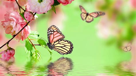 Green Butterfly Wallpapers - Top Free Green Butterfly Backgrounds - WallpaperAccess