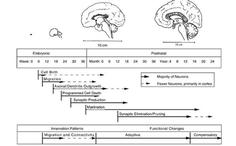 Maternal DES Exposure and Intersex Development in Males - Hormones Matter