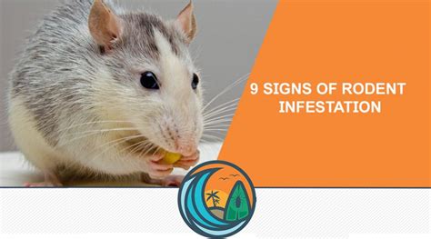 9 Signs of Rodent Infestation - Shoreline Environmental Pest Solutions