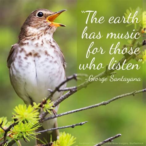 American Bird Conservancy on Twitter | Bird, Beautiful songs, Bird quotes