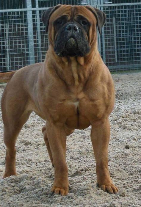 77+ Bullmastiff Big Brown Dog Breeds - l2sanpiero