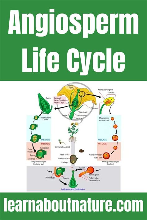 Angiosperm Life Cycle - Uncovering the Fascinating Plant | Life cycles, Plant life cycle, Plants