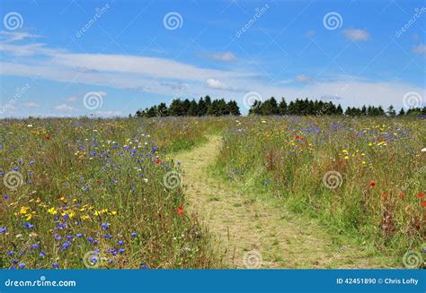 Wild Flower Meadow in France Stock Photo - Image of stalks, wildflowers ...