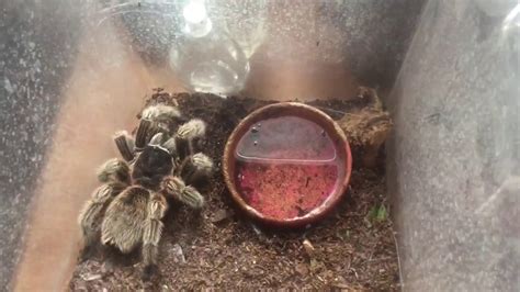 Tarantula Feeding Video #4 - Dual Feeding - YouTube