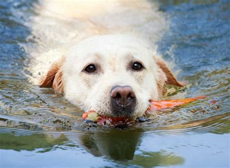 Best Swimming Dogs - The Best and Worst Dog Breeds for Swimming | Your Dog Advisor