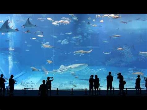 The Wonder of The Kuroshio Sea Tank - Mesmerizing!