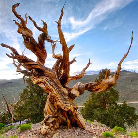 Methuselah Tree – Big Pine, California - Atlas Obscura