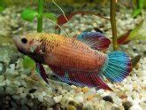 Siamese fighting fish breeding strategies :: Vang Bettas