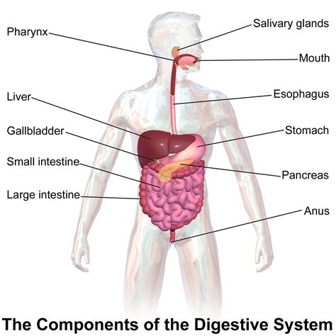 3º ESO NATURAL SCIENCES: DIGESTIVE SYSTEM