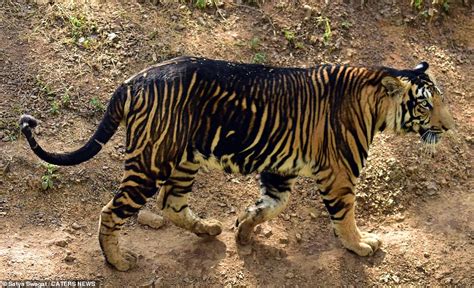 Exquisite unusual 'black tigers' caught on camera in India