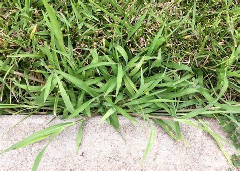 When Should You Apply Crabgrass Preventer? Before or After Rain? - Grow ...