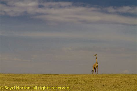 The Serengeti Plains | Boyd Norton Wilderness Photography