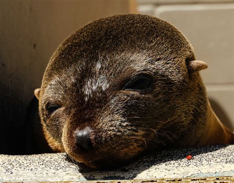 Fluffy | The Marine Mammal Center