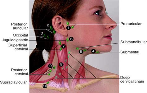 Neck Lymph Node Locations | Nursessity