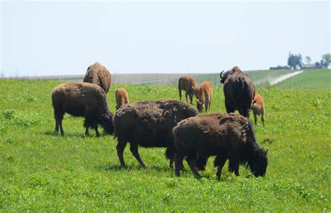 Bison herd grazing | Photo by Joanna Gilkeson/USFWS | USFWS Midwest Region | Flickr