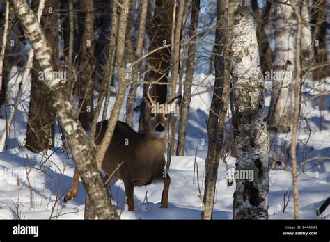 White-tailed deer in winter Stock Photo - Alamy